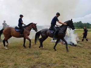 Ćwiczenia policji konnej