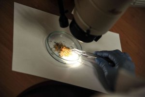 laborantka rozkrusza substancję na szalce pod mikroskopem