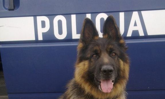 radosny pies na tle napisu policja