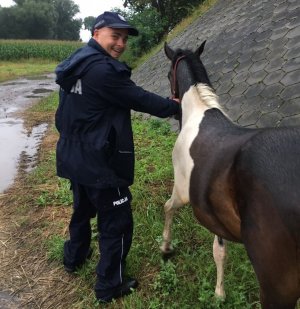 policjant z odnalezionym źrebakiem