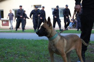 Lambra i Lares w szeregach łodzkiej policji