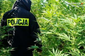 policjant na plantacji narkotyków