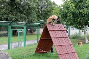 Ćwiczenia przewodników i psów policyjnych