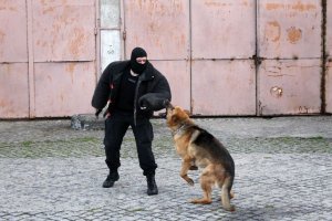 Ćwiczenia przewodników i psów policyjnych