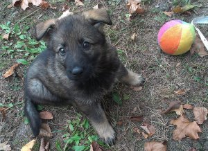 Jarma od 2 lat służąca w Policji