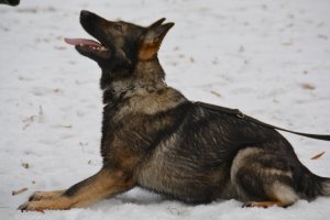 Jarma od 2 lat służąca w Policji