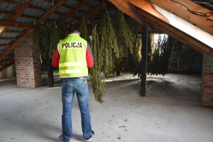 susząca się marihuana