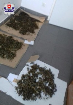 zabezpieczona marihuana