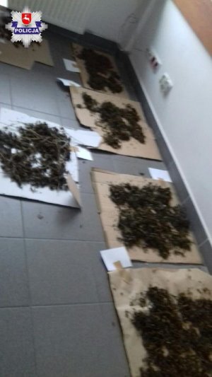 zabezpieczona marihuana