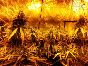 zabezpieczona marihuana