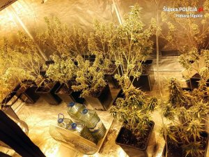 zabezpieczona marihuana
