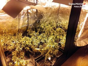 zabezpieczona marihuana