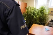 Policjanci z Rudy Śląskiej zlikwidowali uprawę marihuany