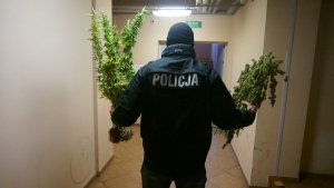 policjant z zabezpieczonym suszem konopi