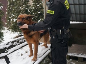 Policyjny pies wytropił 1600 porcji amfetaminy