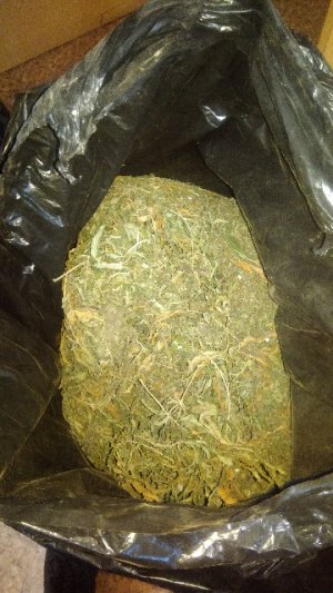 zabezpieczona marihuana