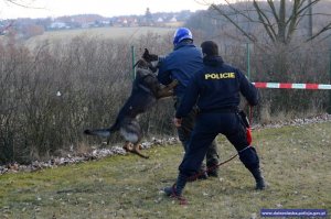 Międzynarodowe Zawody Kynologiczne w Czechach