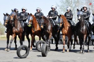 policjanci na koniach podczas ćwiczeń