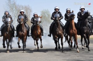 policjanci na koniach podczas ćwiczeń