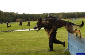 psy policyjne w trakcie szkolenia