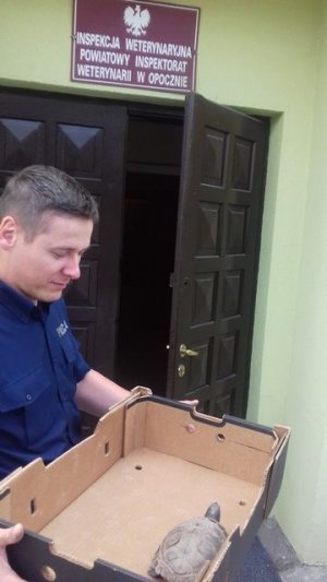 policjant z odnalezionym żółwiem