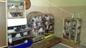 mieszkanie ze szczurami w klatkach