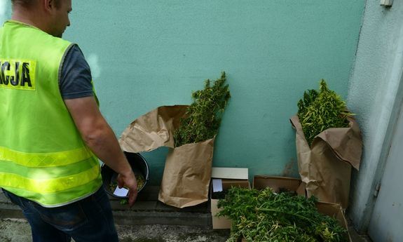 policjant podczas zabezpieczania plantacji konopi