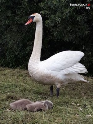 łabędź z pisklakami