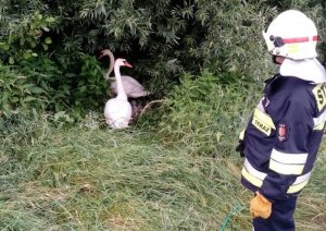 policjanci ze strażakami pomagają łabędziom