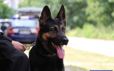 Kynologiczne zawody psów służbowych dolnośląskiej Policji