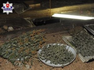 Tymczasowy areszt dla 40-latka za uprawę marihuany