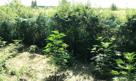 Zlikwidowana plantacja konopi