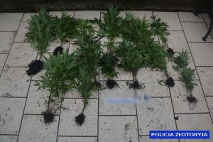 zlikwidowana uprawa konopi