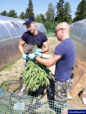 policjanci zabezpieczają krzewy marihuany