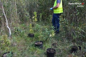 Policjanci odkryli w lesie prawie 200 krzewów konopi indyjskich