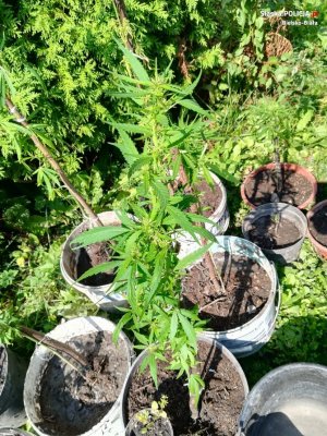 Policjanci zlikwidowali plantację marihuany