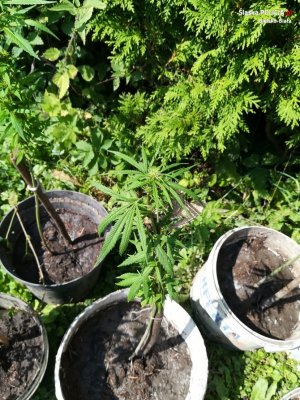 Policjanci zlikwidowali plantację marihuany