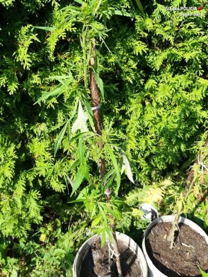 Policjanci zlikwidowali plantację marihuany