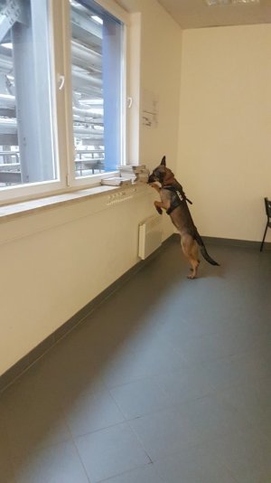pies w trakcie szkolenia