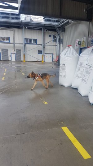 pies w trakcie szkolenia