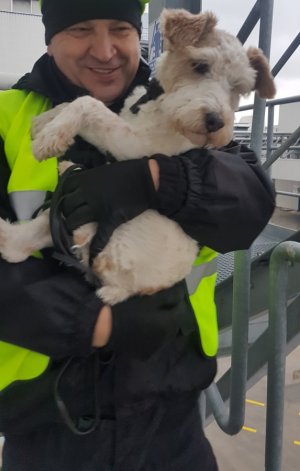 policjant z psem w trakcie szkolenia