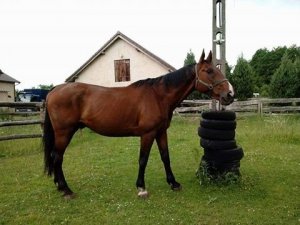 emerytowani, czworonożni funkcjonariusze w Stowarzyszeniu &quot;Zakątek Weteranów&quot;