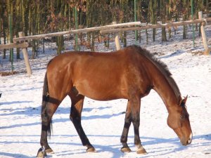 emerytowani, czworonożni funkcjonariusze w Stowarzyszeniu &quot;Zakątek Weteranów&quot;