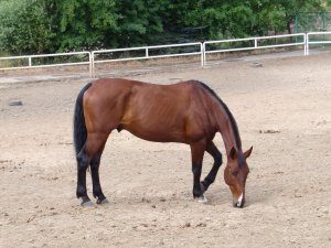 emerytowani, czworonożni funkcjonariusze w Stowarzyszeniu &quot;Zakątek Weteranów&quot;