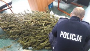 Policjanci zabezpieczyli ponad 5 kilogramów marihuany