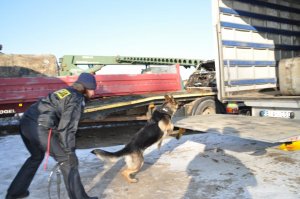 szkolenie psów policyjnych
