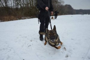 policjant z psem służbowym