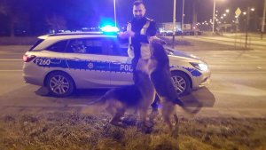policjant z dwoma psami