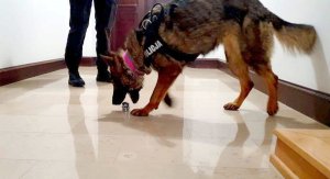 policjant z psem podczas ćwiczeń