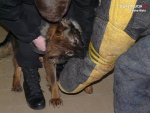 Międzynarodowe szkolenie przewodników psów służbowych